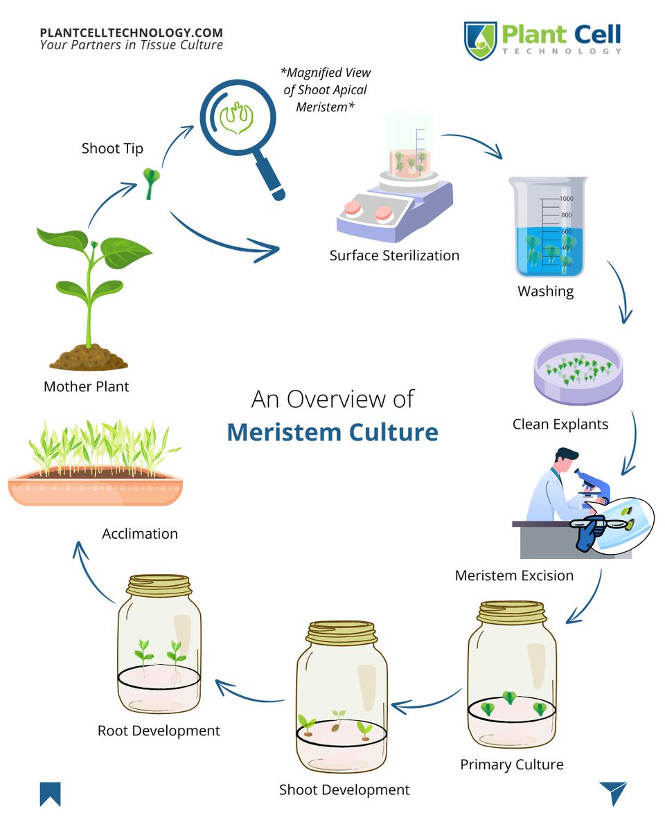 It’s one of the most powerful techniques in plant tissue culture

and the reason we can grow virus-free, healthy clones from even the most infected plants. 🧫🌱

Click here to learn meristem culture hands-on at our next master class: plantcelltechnology.com/pages/master-c…

#TissueCulture