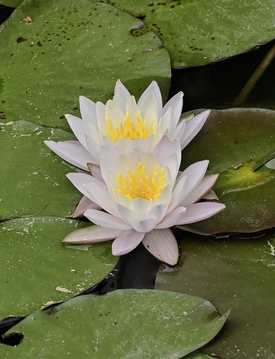ãŸããã¡ð·åçå¶æ¥œéš (@marumochi511) on Twitter photo ãã¯ããããããŸã(^o^)ïŒ
æ°æã¡ããããã«ãã«ãã«ãšæµ®ããŠãã¹ã€ã¬ã³ã®è±ã£ãŠå¯æãã§ãããðª·
仿¥ãäžæ¥ãã
ïœã£ãšã¬ã²ãšã®ãªãºã ã§ãããããã
#TLãè±ã§ãã£ã±ãã«ããã
#ããªããªã»ã«ã€
#æ¯ã¹ã
#Nikon #z8 ãã¯ããããããŸã(^o^)ïŒ
æ°æã¡ããããã«ãã«ãã«ãšæµ®ããŠãã¹ã€ã¬ã³ã®è±ã£ãŠå¯æãã§ãããðª·
仿¥ãäžæ¥ãã
ïœã£ãšã¬ã²ãšã®ãªãºã ã§ãããããã
#TLãè±ã§ãã£ã±ãã«ããã
#ããªããªã»ã«ã€
#æ¯ã¹ã
#Nikon #z8
