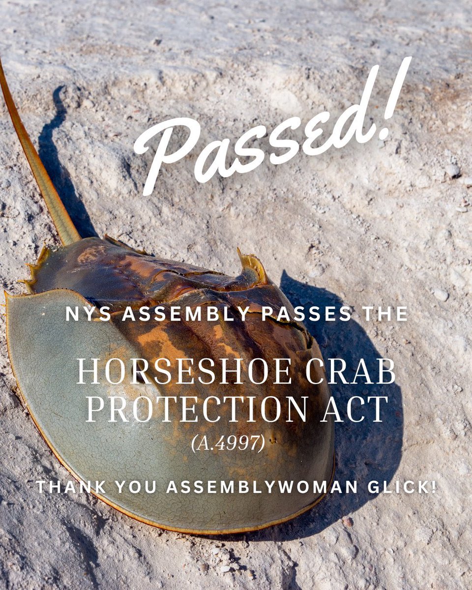 Citizens Campaign for the Environment (@citizensenviro) on Twitter photo The Horseshoe Crab Protection Act (A.4997) has just passed the NYS Assembly! Thank you <a href="/DeborahJGlick/">(((Deborah Glick)))</a> for your support making sure we prohibit the taking of horseshoe crabs for commercial and biomedical uses in NY waters! The Horseshoe Crab Protection Act (A.4997) has just passed the NYS Assembly! Thank you <a href="/DeborahJGlick/">(((Deborah Glick)))</a> for your support making sure we prohibit the taking of horseshoe crabs for commercial and biomedical uses in NY waters!