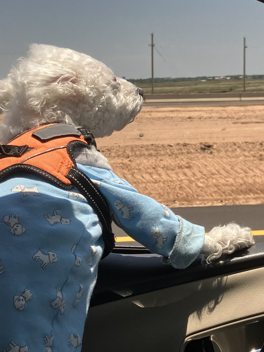 Nothing like a road trip and feeling the wind in your bouffant! #TravelsWithLittleBear
