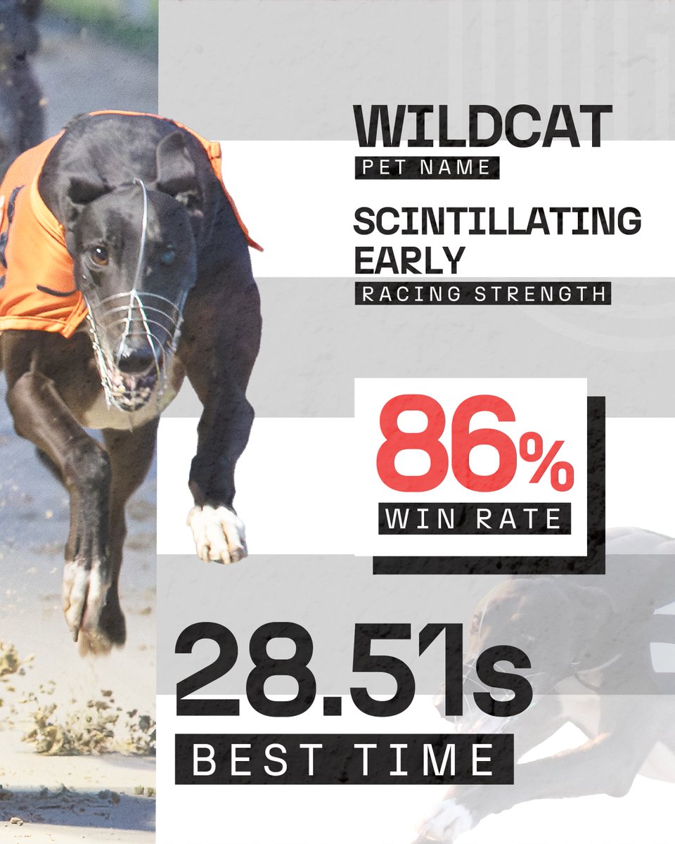 TowcesterGHs's tweet photo. 💠Bockos Diamond - The Favourite 

Blistering pace meets fierce determination.

Can anyone match Wildcat's early pace?

 #BockosDiamond #GRUK #Derby2025 https://t.co/ekZpQwHNLb