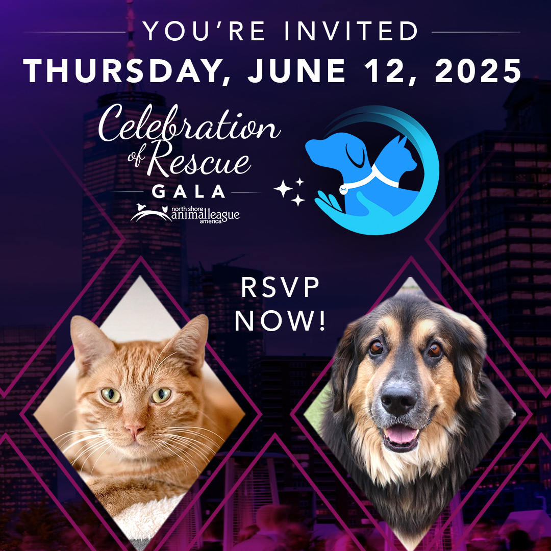 ONE WEEK TO GO! Join us for a night of inspiration, music, and lifesaving magic at our Celebration of Rescue Gala — honoring the compassion that powers our lifesaving mission 🐾
📍 Tribeca Rooftop| June 12 | 6:30–10:30 PM
🎟️ RSVP now: animalleague.org/RSVPToday
#CelebrationOfRescue