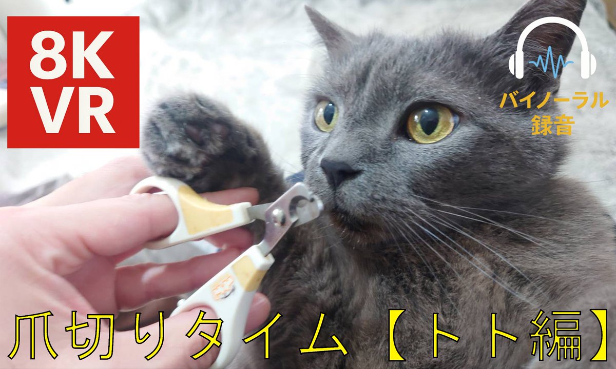 onkatsu11's tweet photo. 本日、新作投稿しました!
爪切りとマッサージが大好きトト君!😤
本編動画
https://t.co/Shqim9U4gh
ショート動画
https://t.co/e4d9hLGYX9
🎧✨
スマホでも視聴OK!2160s50推奨!
#猫VR #8KVR #VR180 #CatVR #猫肉球 https://t.co/OuishnA77p