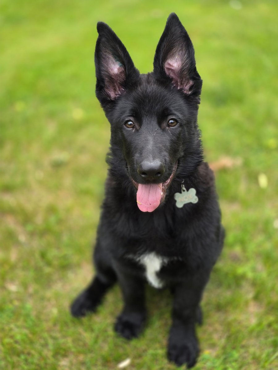Our boy Nox is getting big. 12 weeks old.  <a href="/DogsOfTurf/">Dogs Of Turf</a>