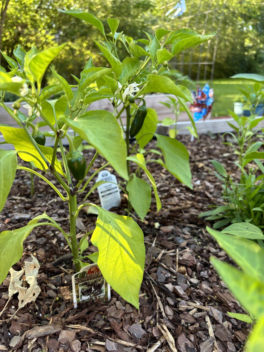 To distract from all the silliness in the news, enjoy some garden pics! Peppers are looking nice!