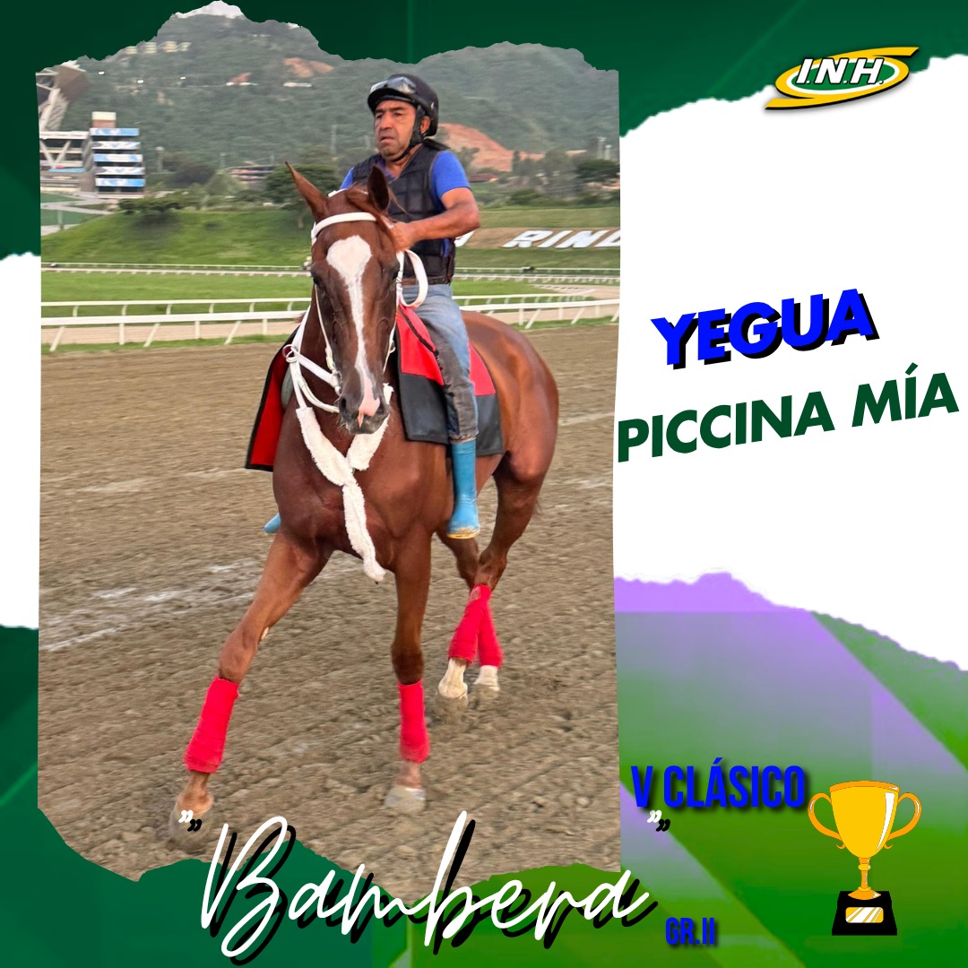 🐴La yegua "Piccina Mía" participará este domingo 8 de junio en el V Clásico "Bambera" (Gr. II)🏆. 

🥇La entrenada por Luis Peraza será conducida por el jinete profesional, Jhonatan Aray 

#Hipismo
