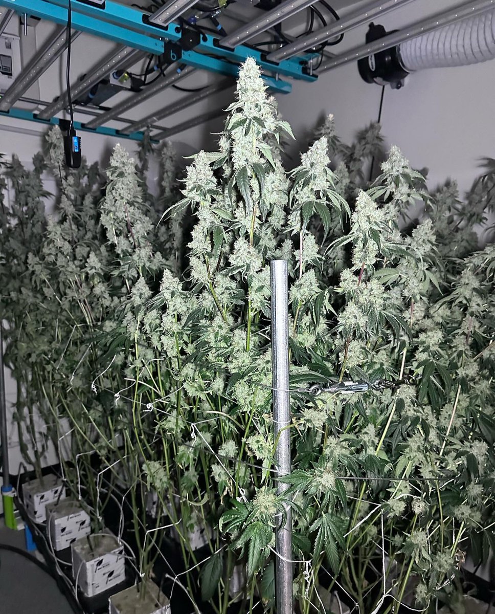 sincity_seeds's tweet photo. Skywalker OG. Hoppy and gassy. Super potent. Made some modifications to the VBX base powder feed via sap analysis. Inspired by the results.  

#vegbloom #hydroponicresearch #wegrowwithourpeople https://t.co/yjsgx0FZId
