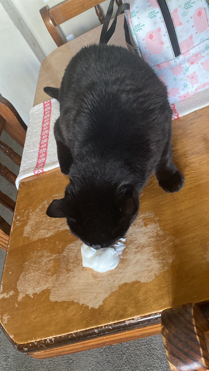 Newjerseydevel's tweet image. To cheer everyone up, here is a picture of my cat Midnight eating whipped cream!