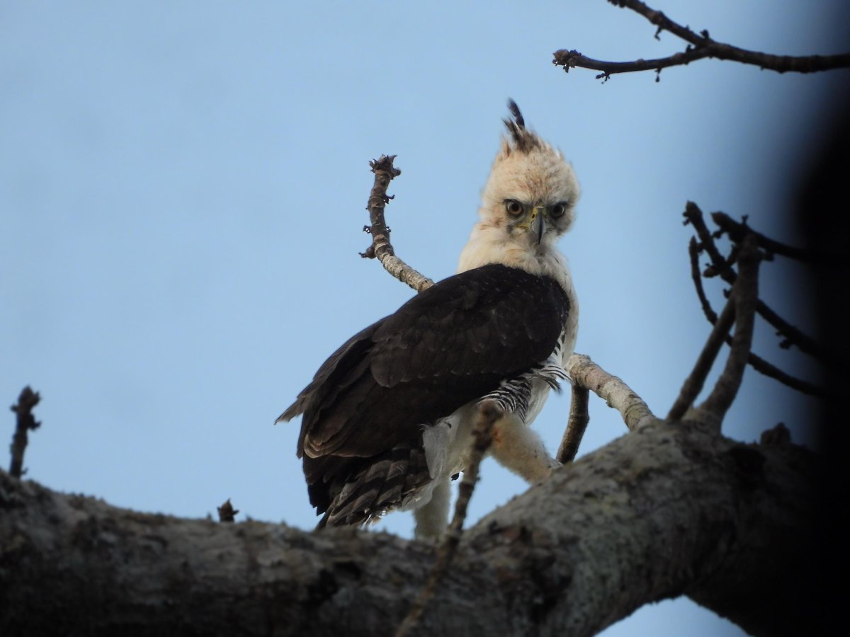 FUNDAECO (@fundaecoguate) on Twitter photo 🦅📸A propósito del #DíaMundialdelMedioAmbiente compartimos una muestra de la belleza de la #SelvaMaya
El guardaparques de <a href="/CeconGt/">Cecon Usac</a> Alan Juárez captó estas increíbles fotos del majestuoso #Águila Penachuda (Spizaetus ornatus), en Biotopo Protegido Naachtún - Dos Lagunas
#BLF 🦅📸A propósito del #DíaMundialdelMedioAmbiente compartimos una muestra de la belleza de la #SelvaMaya
El guardaparques de <a href="/CeconGt/">Cecon Usac</a> Alan Juárez captó estas increíbles fotos del majestuoso #Águila Penachuda (Spizaetus ornatus), en Biotopo Protegido Naachtún - Dos Lagunas
#BLF