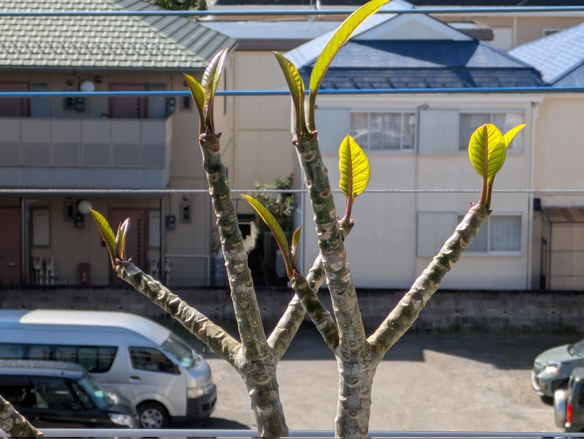 springpudding21's tweet image. おはようございます☀
夏の陽射しを感じる暑い日が増えてきましたね🌞
ピカケの葉が伸び、ピカケの花が咲き始めて、良い香りです☺️🌼🎶
自然に包まれるとホッとしますね🌿
今日素敵な１日をお過ごし下さい🌺🌈☺️🎶✨️