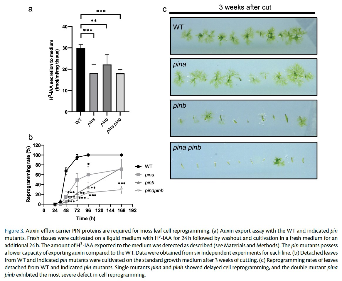 PCP_EIC's tweet photo. 📗From PCP recent issue (66-4): Regular Paper💐
'#Auxin fluctuation and PIN polarization in moss leaf cell reprogramming'
Han Tang et al.

https://t.co/3jyfsZamBA
#Physcomitriumpatens #CellReprogramming #Plantsci https://t.co/keqj5nBJSY