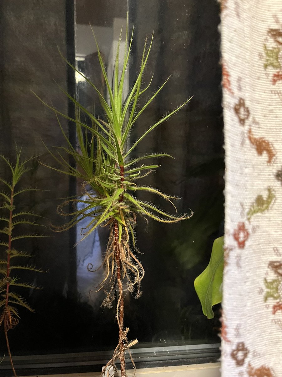 收了大概60多颗捕虫树的种子，还没想好是卖了还是自己种