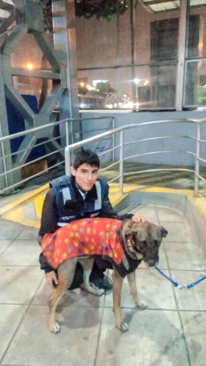 Metropolitano_L's tweet photo. ¡No todos los héroes usan capa, algunos llevan el chaleco del Metropolitano! 🐾🐶
Brandon, un perrito que deambulaba asustado por el terminal Naranjal, fue rescatado por Víctor, un trabajador del Metropolitano. https://t.co/kqw3A8T8Sr