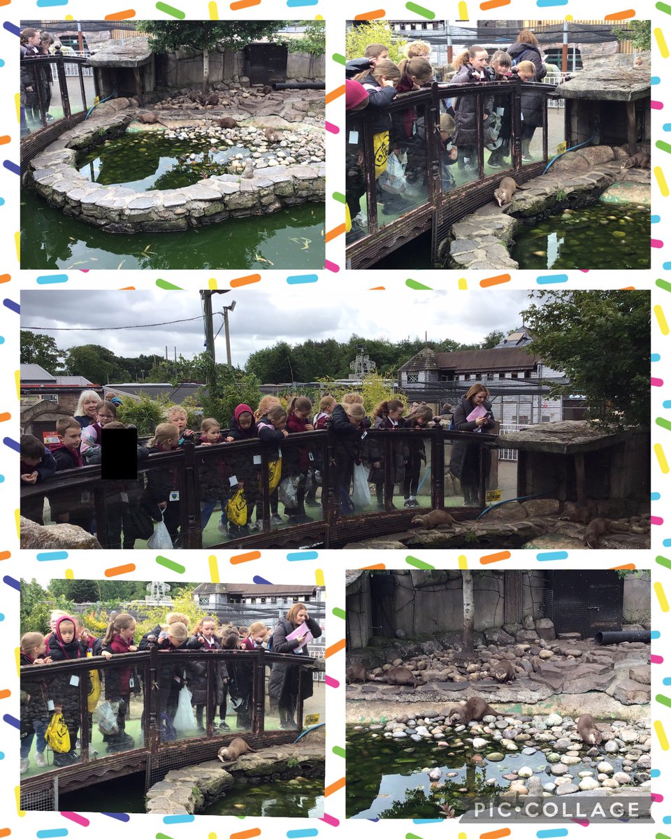 P3b enjoying our trip to Five Sisters Zoo today. 😀