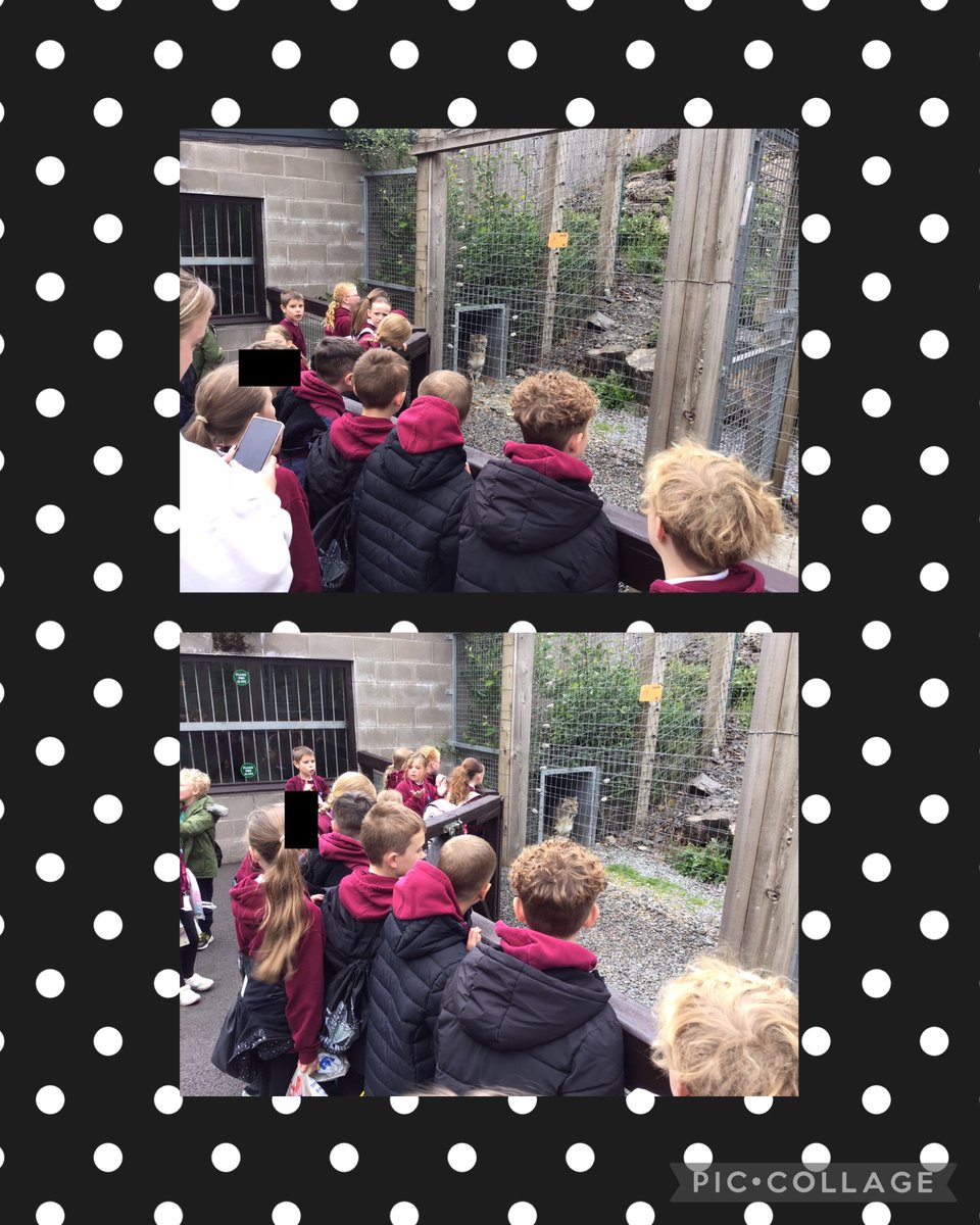 P3b enjoying our trip to Five Sisters Zoo today. 😀