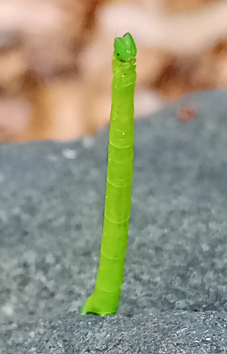 おはようございますっ
岩からアオシャク🐈‍⬛🟢