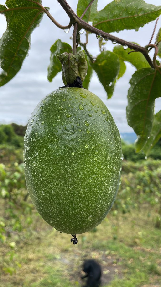 CLAUDIASINCENSU's tweet photo. Claudia Sin Censura: Colombia se proyecta como líder mundial en pasifloras https://t.co/Ez1f2aJDcR 
@SomosAGROSAVIA  #Pasifloras https://t.co/KfV1aVM1kk