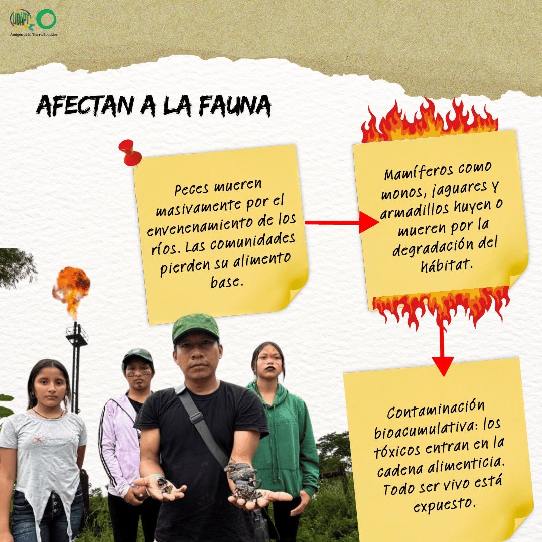#AmazoniaEcuatoriana
Día Mundial del Ambiente
¿Qué celebramos cuando la contaminación sigue encendida?
Mientras se realizan actos simbólicos para “honrar” el ambiente, en la Amazonía ecuatoriana más de 400 mecheros petroleros continúan ardiendo día y noche, liberando gases