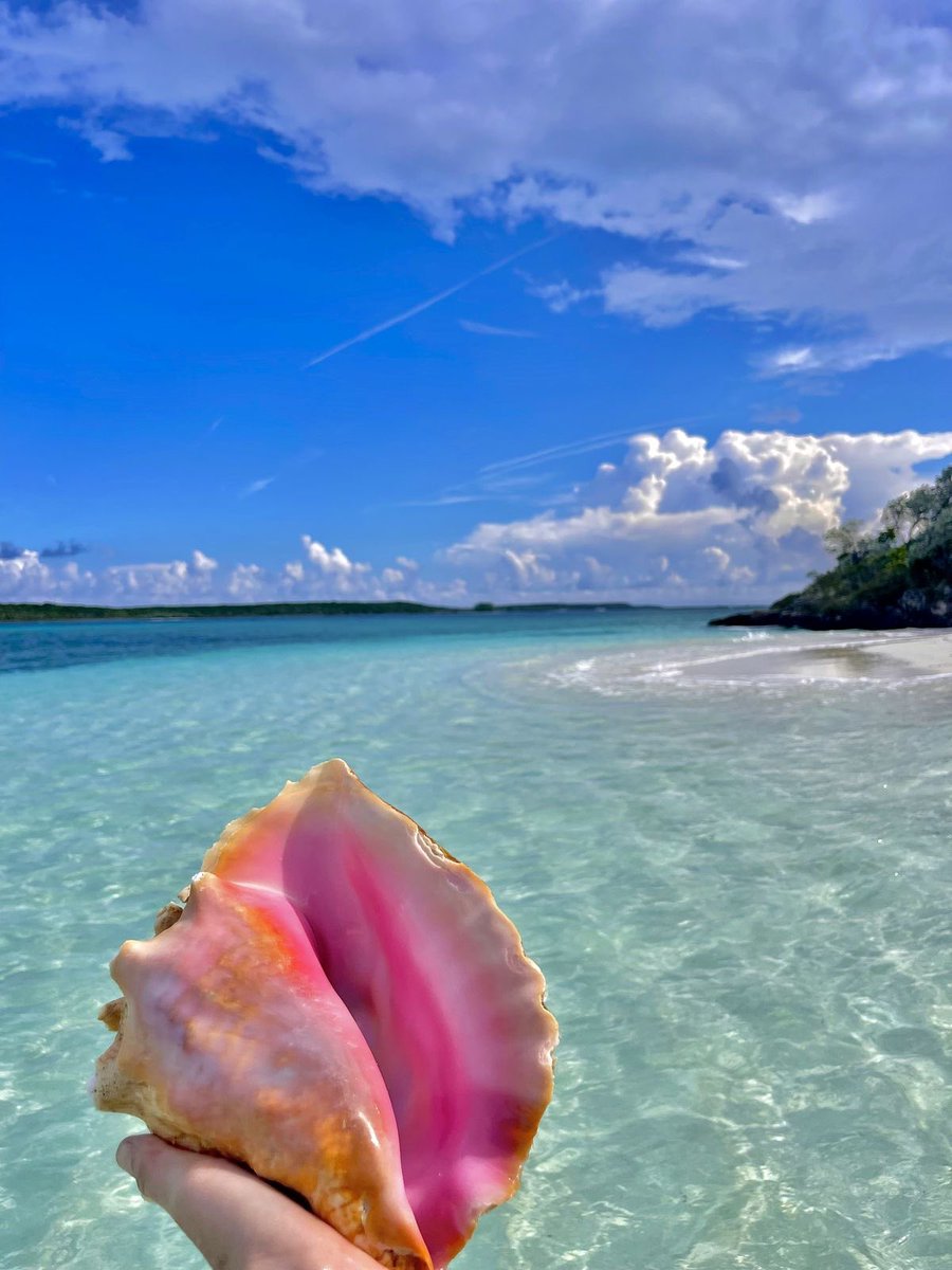 elle || edtwt ☀︎ ᨒ ོ ☼ tweet media