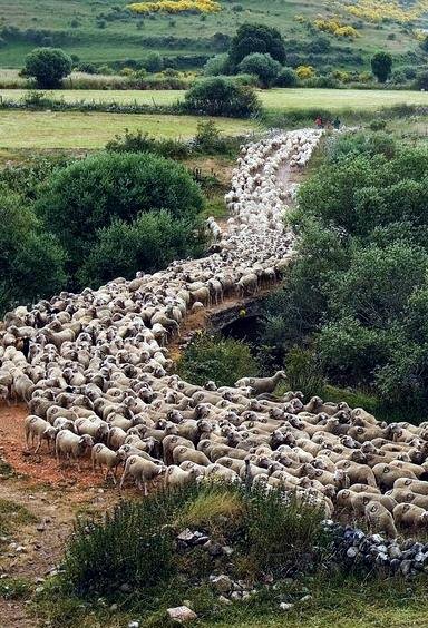 Cuando llega el calor el ganado sabe que toca emprender el camino hacia los pastos de las tierras altas, donde la comida es abundante y el clima más suave. Hay trabajo, deben comer y engordar todo lo que puedan y los pastores se encargan de eso. Ya se descansará en invierno.