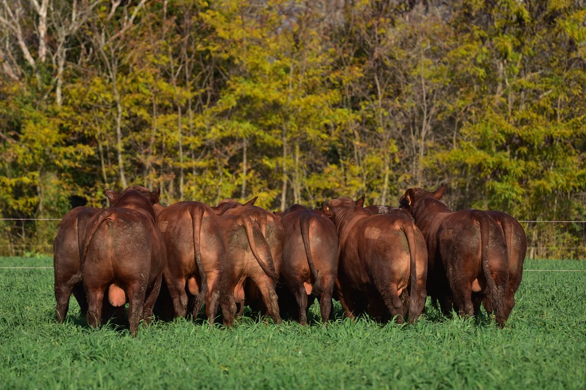 Ya nos encontramos trabajando en los campos entrerrianos en la realización de imágenes para el Remate LOS COLORADOS DE SANTA LUCÍA. 
Reproductores Angus y Brangus, todos colorados, inmunizados. Toros hechos, listos para trabajar en los campos del norte argentino.