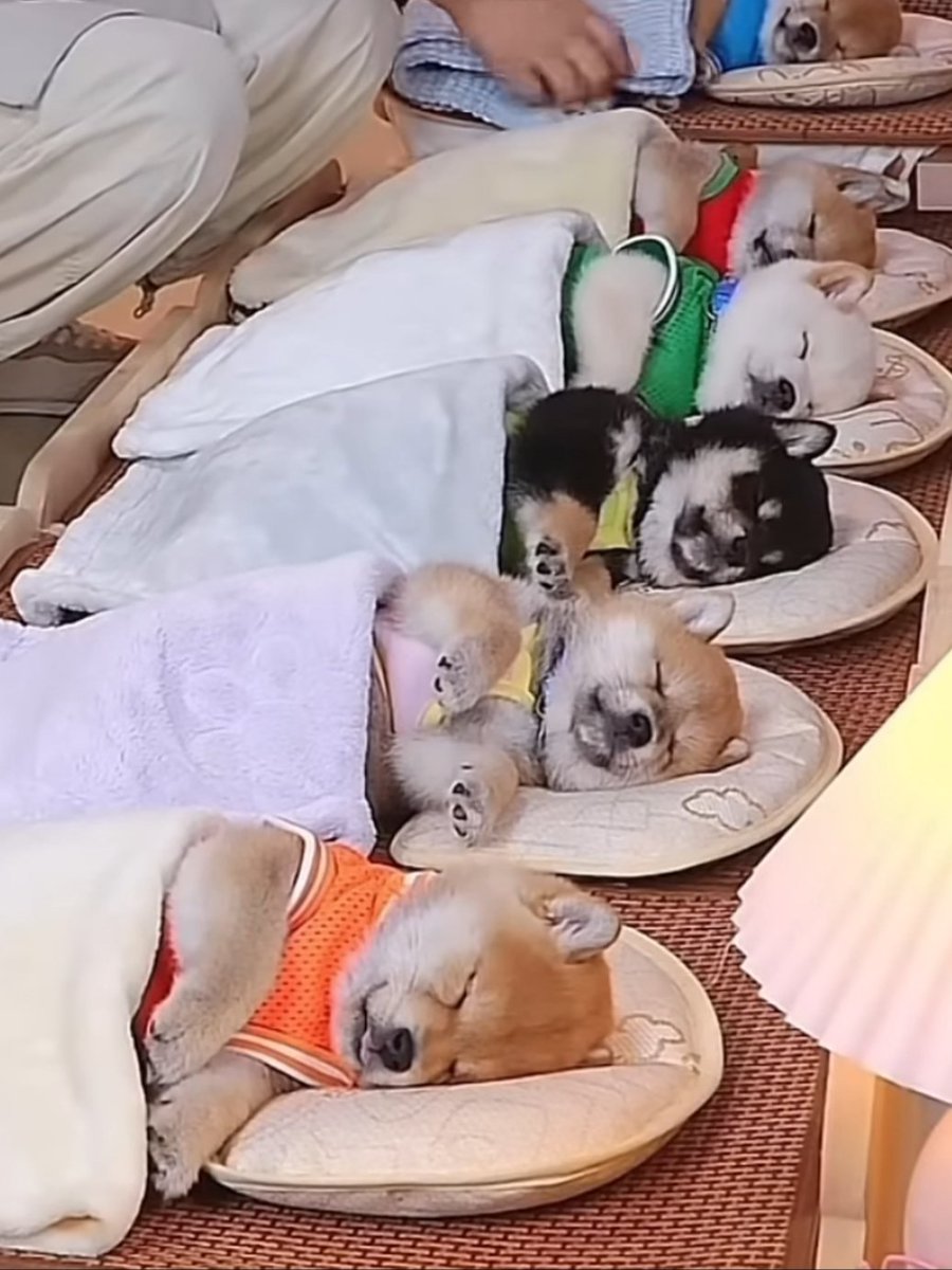 일본 강아지 유치원의 낮잠 시간.