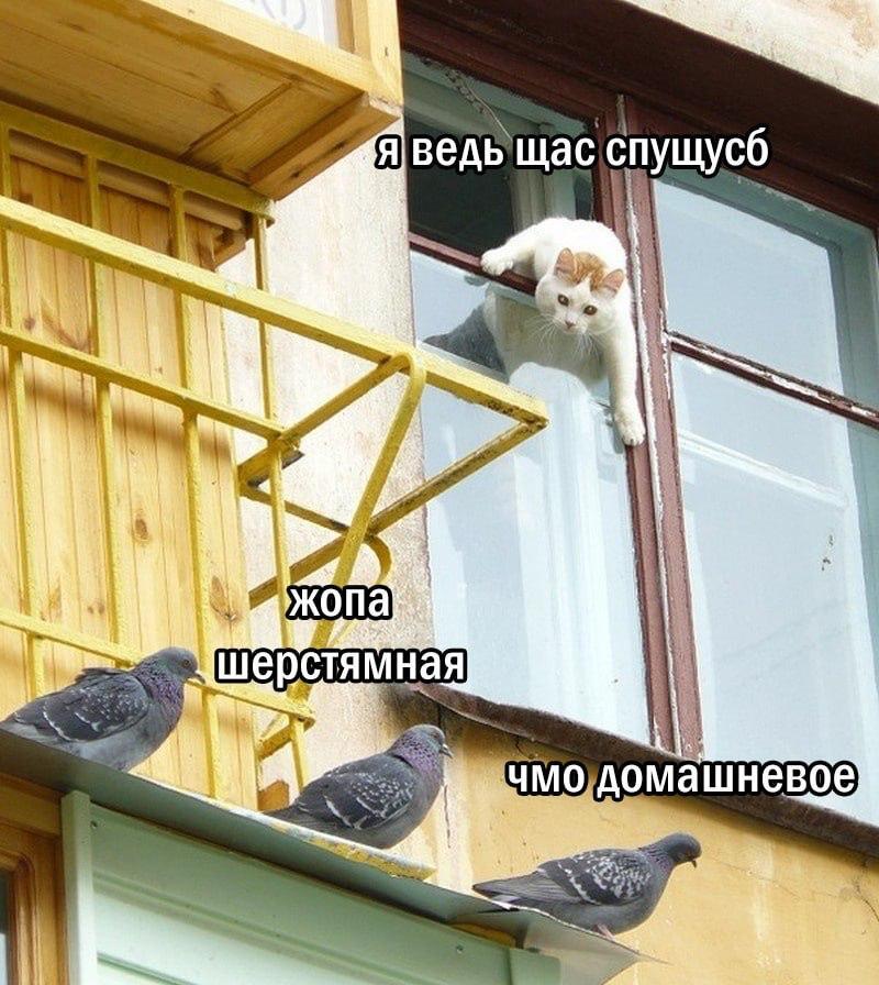 Пошел на хуй (@oskorbitelno) on Twitter photo 