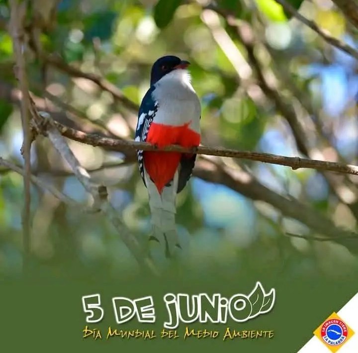 <a href="/DiazCanelB/">Miguel Díaz-Canel Bermúdez</a> <a href="/citmacuba/">Ministerio de Ciencia, Tecnología y Medio Ambiente</a> 🌍 ¡Hoy celebramos el #DíaMundialDelMedioAmbiente! 🌱
Cada acción cuenta: reducir, reutilizar, reciclar y proteger nuestra biodiversidad. ¡El planeta es nuestro único hogar y juntos podemos hacer la diferencia! 💚  
#PorLaNaturaleza #MedioAmbiente #TareaVida