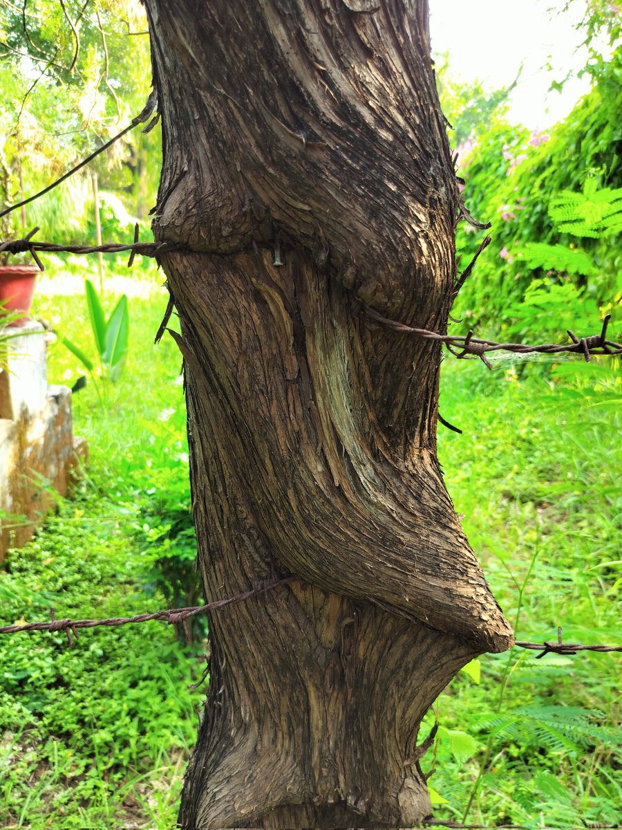 Umesh Shah (@theumeshshah) on Twitter photo Nature bends but doesnтАЩt breakтАФuntil we push too far. 
Let this be our reminder.
#WorldEnvironmentDay
#WorldEnvironmentDay2025 
#NaturePhotography #nature Nature bends but doesnтАЩt breakтАФuntil we push too far. 
Let this be our reminder.
#WorldEnvironmentDay
#WorldEnvironmentDay2025 
#NaturePhotography #nature