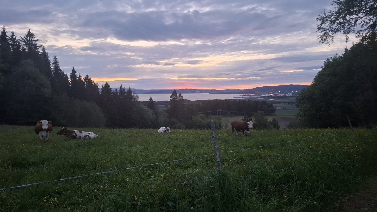 Genusfoljaren's tweet photo. #trondheimrocks
Åter i Levanger och stugan. Underbar kväll ute.
Dags att sova, för folk och fä. https://t.co/a84weVeMJH