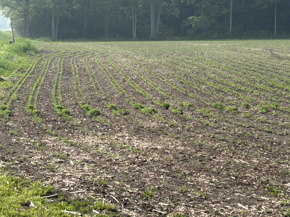 Dr. Elizabeth Lee 🇨🇦🇺🇸🌹🌽🎾🐝 tweet media