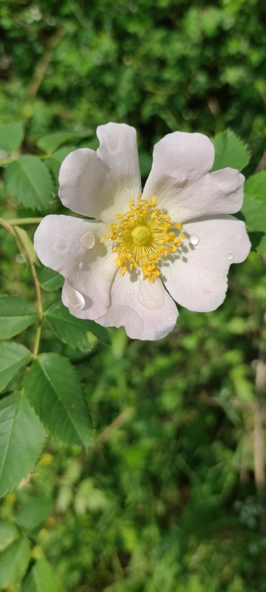 Sind Heckenrosen nicht schön?💖💖