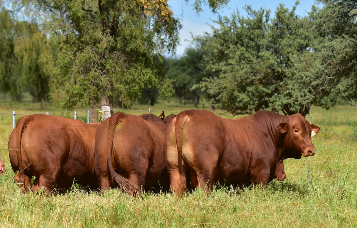 Viernes 6 de junio desde las 17:00 en Laguna Larga (Cba)
Remate BRANGUS DE EXCELENCIA 
De Cabaña EL PORVENIR de Orodá 
Preofertas abiertas.
