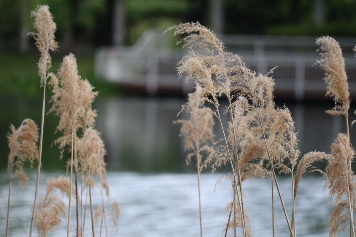 朝の散歩
中島公園(札幌)