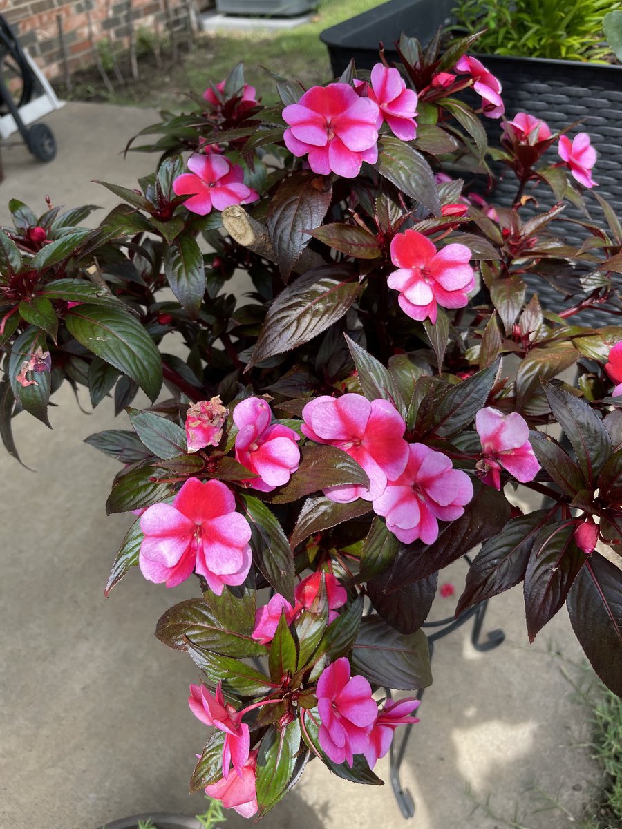 Just enjoying the flowers