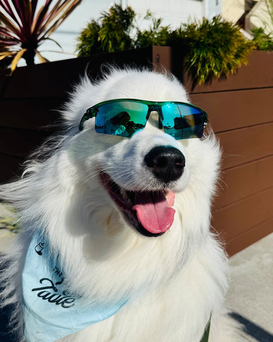 The SF Marathon (@thesfmarathon) on Twitter photo Shades on, run strong. 🕶️🏃♂️
We’re teaming up with <a href="/Zenni_Partners/">Zenni Partners</a> to bring style and vision to the starting line! Together, we’re celebrating strong strides, clear views, and Eyewear for Everyone. 💙
Get 10% off your Zenni order with code SFM! 🛒 #SFMarathon #Zenni Shades on, run strong. 🕶️🏃♂️
We’re teaming up with <a href="/Zenni_Partners/">Zenni Partners</a> to bring style and vision to the starting line! Together, we’re celebrating strong strides, clear views, and Eyewear for Everyone. 💙
Get 10% off your Zenni order with code SFM! 🛒 #SFMarathon #Zenni