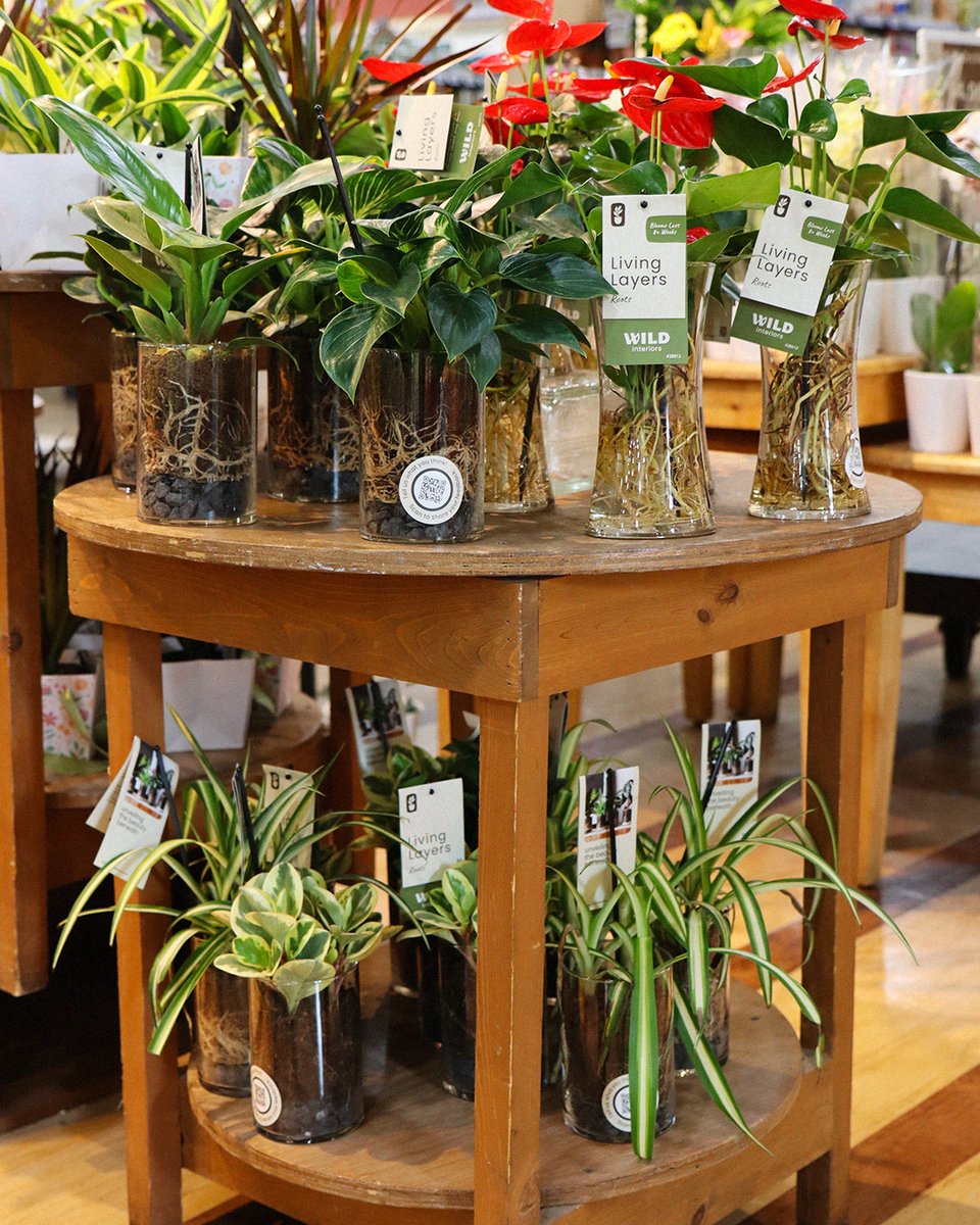 🪴 Thanks to Wild Interiors and their Living Layers collection, we're able to bring beautifully crafted plant ecosystems into our Floral Department! Grown in Ohio by Green Circle Growers, add a splash of sustainable and easy-to-care-for nature to any room of your home. 😍