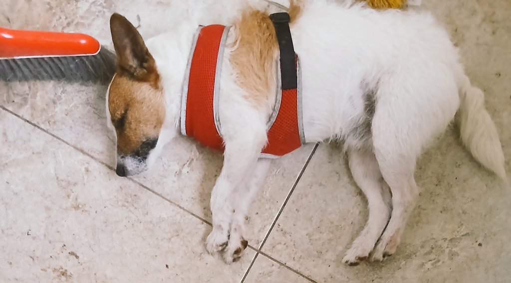 I wish I could just fall asleep like this. He just falls down anywhere &amp; nods off. This is after a 20 minute chase where he decided to herd the ponies. He escaped through the cat flap. Lordy!  #PaudiÓg I think this little man has alot of sleep to catch up on