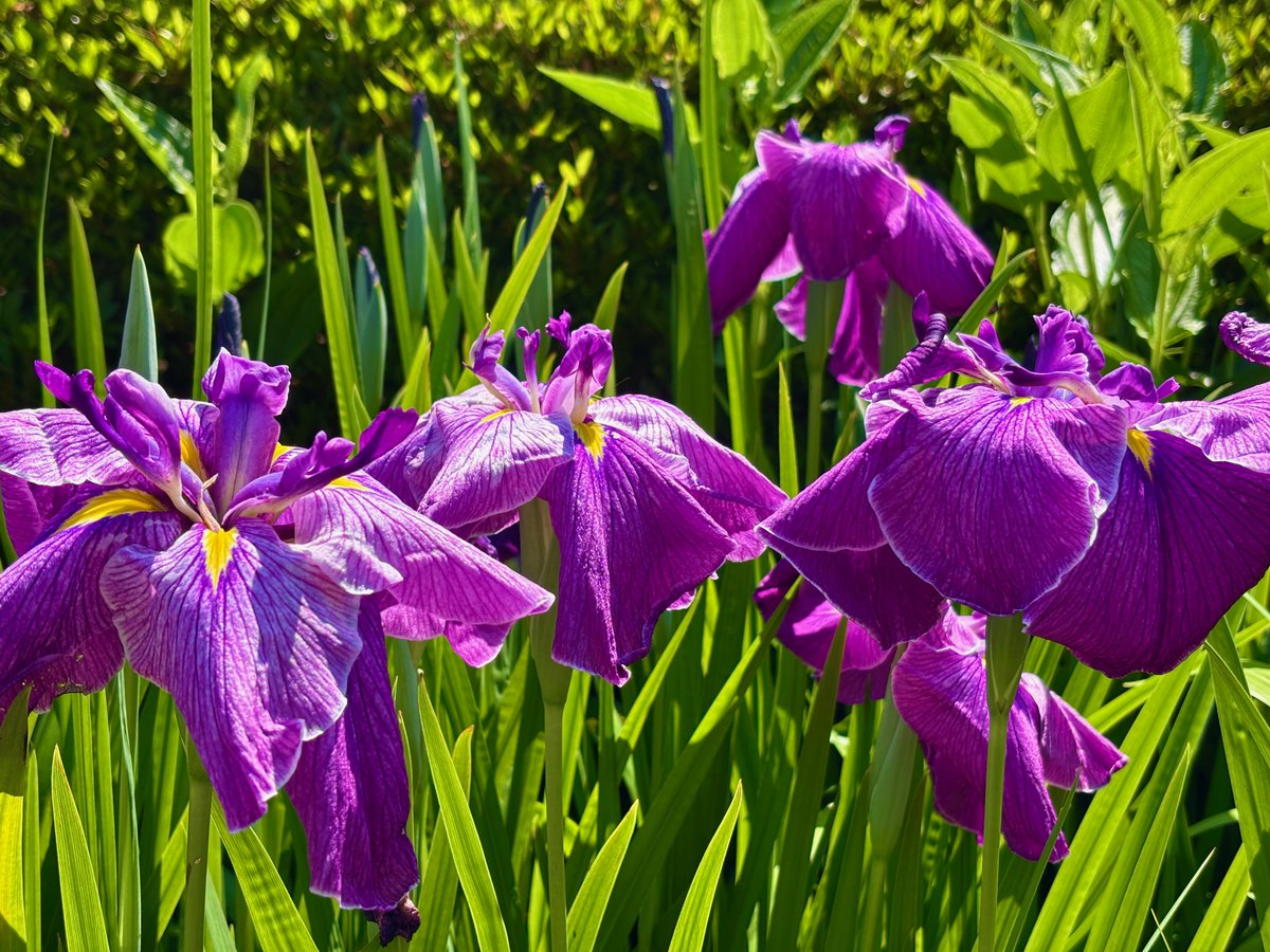 庭園, 紫陽花, 花手水💐

光明院, 勝林寺, 東福寺＠京都

素敵な1日をお過ごし下さいませ✨

📸2025/6