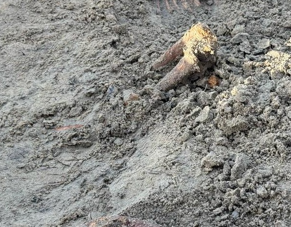 🚨 Infant remains found at Jaffna mass grave

Excavation work at the Chemmani-Sindubathi burial site in Jaffna’s Nallur division has led to the recovery of human remains believed to belong to an infant under the age of one, fuelling calls for international oversight into