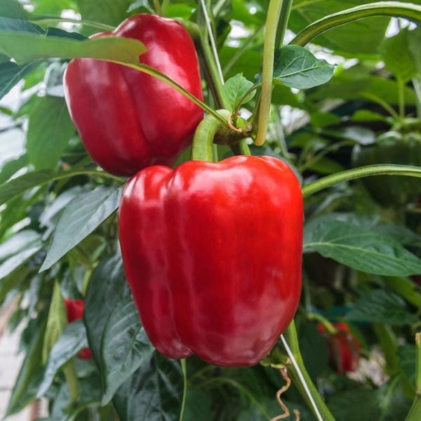 | MA (@muradabuseta) on Twitter photo 