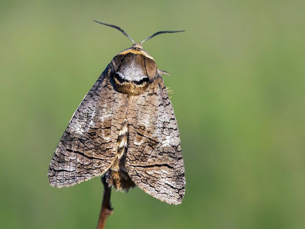 ClovenDocuments's tweet photo. @ArtofGerald Goat Moth Caterpillar 

turns into one of these https://t.co/Y71z0jha6f