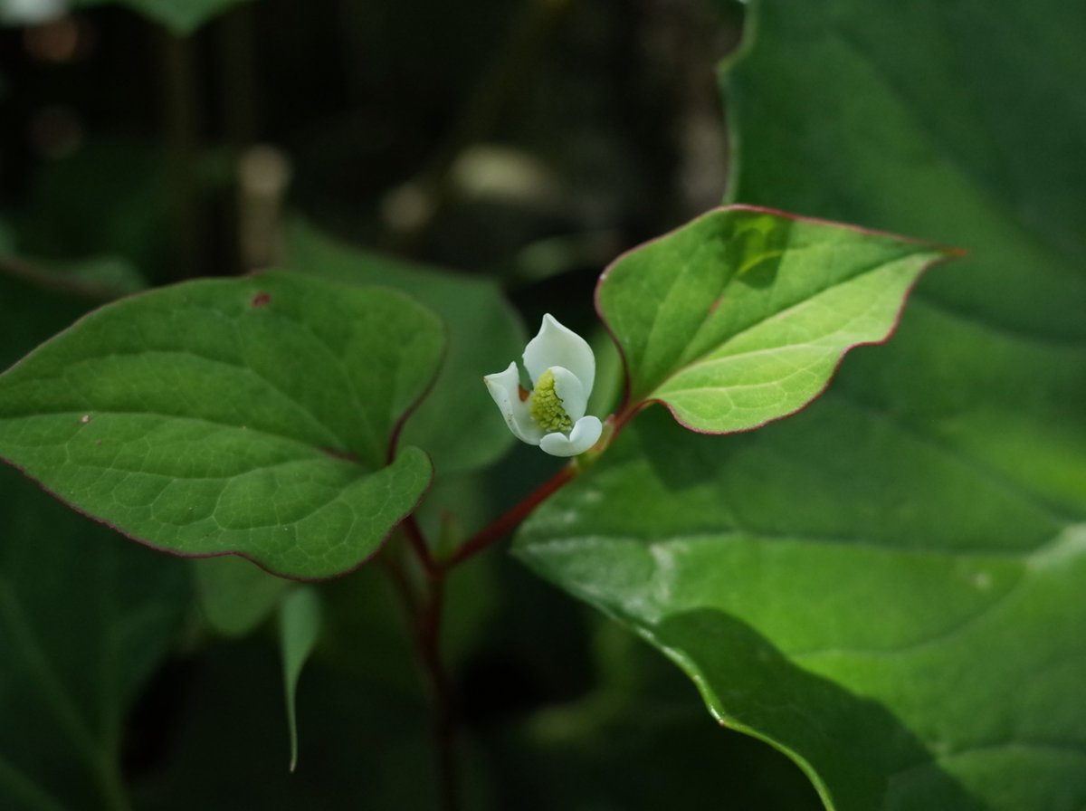 蕗のはざま
準備 OK
ドクダミ