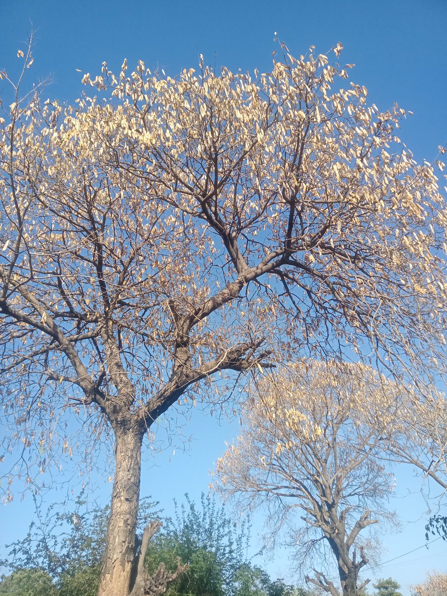 My Photographic Skills ...