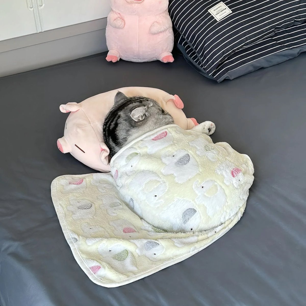 Cats with pawerful aura (@aurawithcats) on Twitter photo 