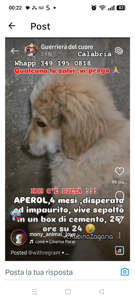 APEROL, 4 MESI, DISPERATO ED IMPAURITO 
"VIVE" IN UN BOX, SENZA USCIRE MAI.🙏😢❤️❤️
whatsapp 349 195 0818
Grazie♥️