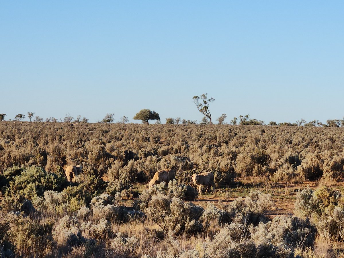 Friday Facts: Did you know that the SA Dog Fence is 2,150 km long, and 1,600 km of the Dog Fence will be rebuilt. 

Find out more: buff.ly/4jL8BNJ

@awiextensionqld | @awiextensionnsw | @awiextensionvic | @awiextensiontas | @awiextensionwa | <a href="/woolinnovation/">Australian Wool Innovation</a>