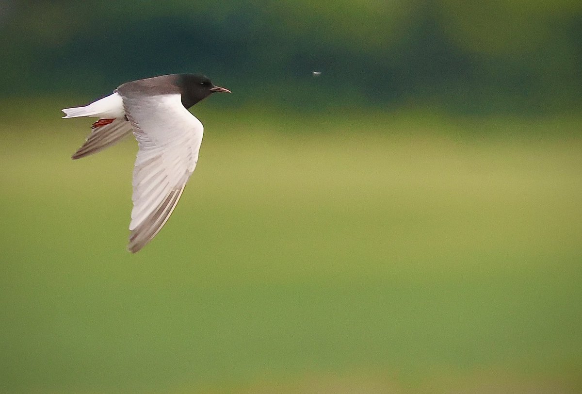 Delighted to find this Superb 
White-winged Black Tern (Adult Summer)  @ Broadmeadow Estuary, Swords, Co. Dublin
On 05th, June, 2025