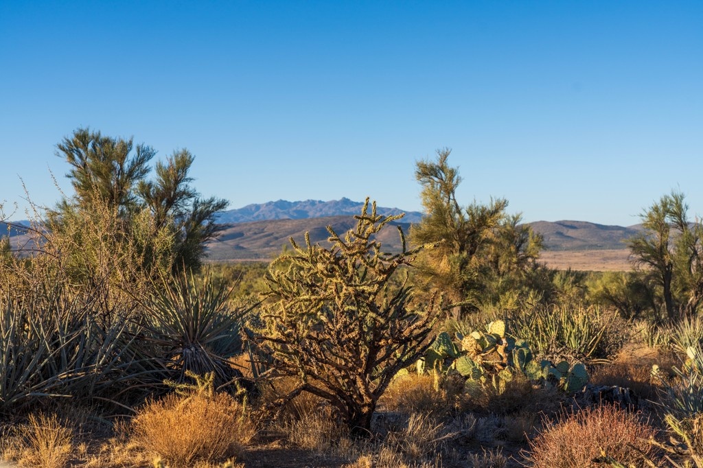 westernlandsale's tweet photo. These rare Arizona RV Ranches are dotted with beautiful Joshua Trees, giving your 5-acre getaway that iconic desert vibe.

🏜️ Cooler temps, mountain views, and wide-open space – from just $49,900!
🗓️ One-Day Land Sale – June 14 @ 8 AM
📍 Just off Historic Route 66 https://t.co/0QPFwBXfDz