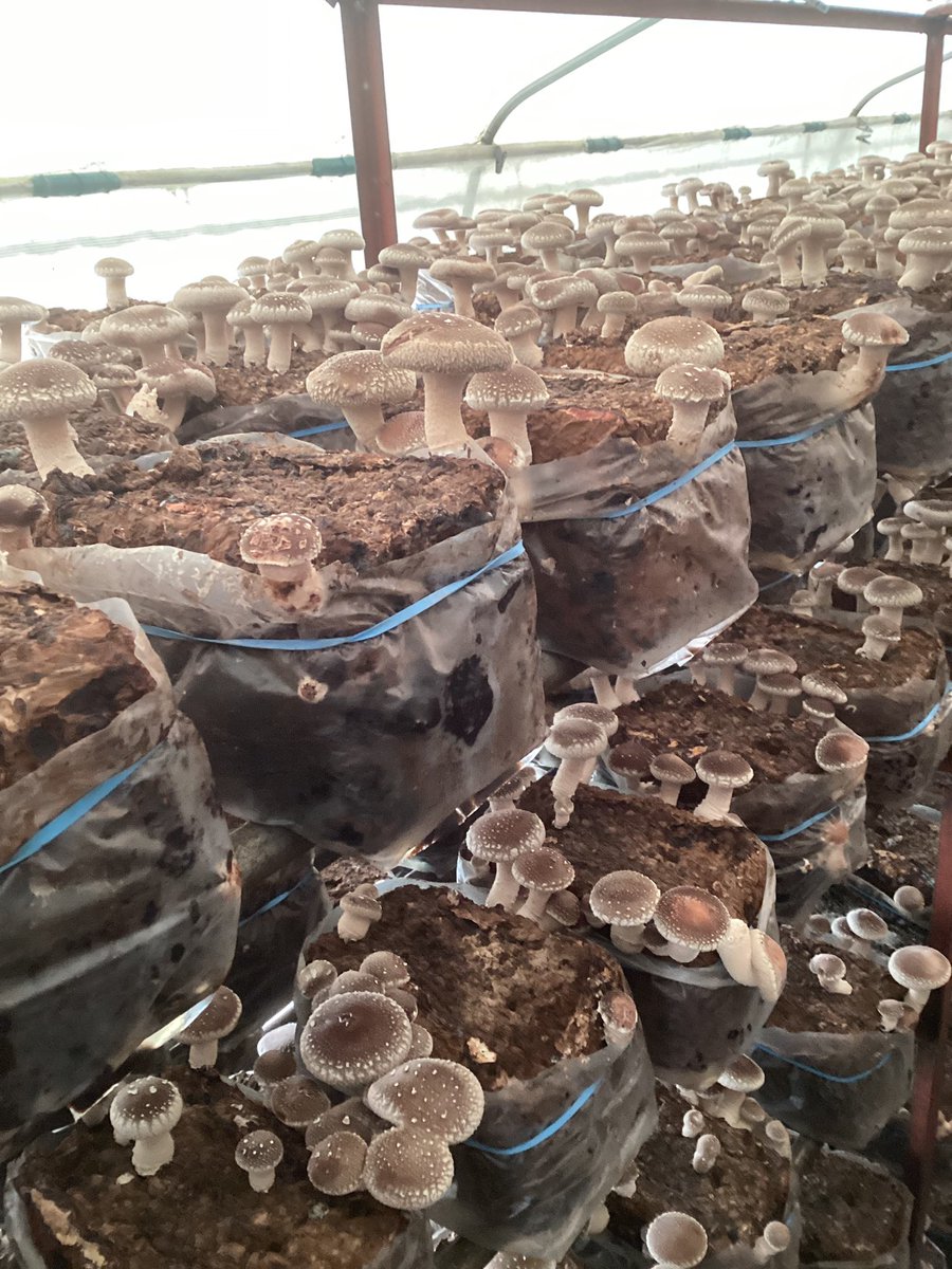 おはしいたけです🍄‍🟫
最低気温が12℃まで低下し、ぎっしりと生えてくれた我がしいたけ群🍄‍🟫🍄‍🟫🍄‍🟫
週末のイベントにも応えられるぞ😼

#しいたけ
#ゾス農家